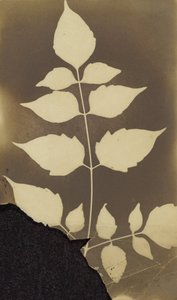 Branch with Leaves by Unbekannt Unbekannt